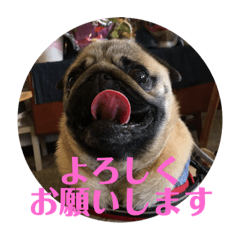 [LINEスタンプ] パグのくるみちゃん1