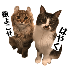 [LINEスタンプ] ジャック＆ダニエル 2