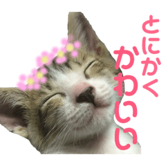 [LINEスタンプ] 保護猫ピノbyオハナビーズ