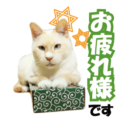 [LINEスタンプ] HOKKAIDOしっぽの会 犬猫スタンプ3の画像（メイン）