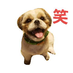 [LINEスタンプ] シーズー犬 ロク 第2弾！