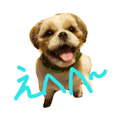[LINEスタンプ] シーズー犬 ロク