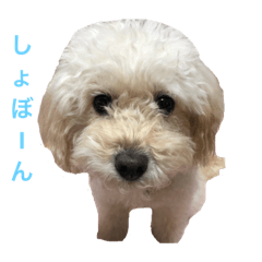 [LINEスタンプ] 近所のワンチャン