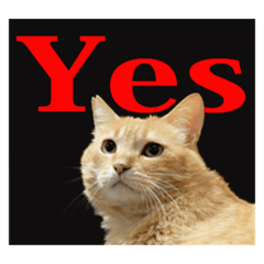 [LINEスタンプ] 茶トラのスタンプ。