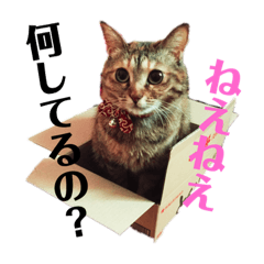 [LINEスタンプ] ゆにちゃんスタンプ