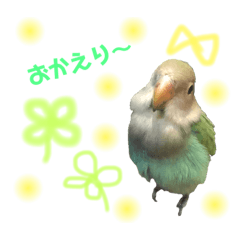 [LINEスタンプ] まいにち コザクラインコ