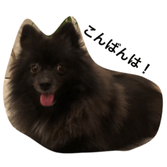 [LINEスタンプ] ポメラニアンのぽんすけです