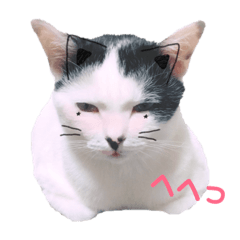 [LINEスタンプ] ちよちゃんとなかまたち