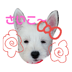 [LINEスタンプ] ウエスティのドルちゃん