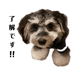 [LINEスタンプ] 愛犬まろしゃん♥️第2弾