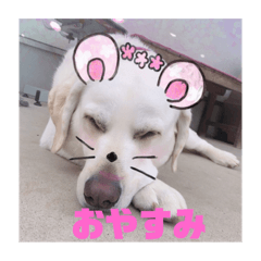 [LINEスタンプ] 白いラブラドールのラブ