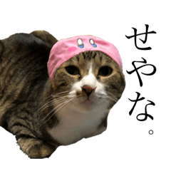 [LINEスタンプ] たにがわねこちゃん4