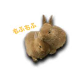 [LINEスタンプ] うさぎな日々①