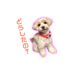 [LINEスタンプ] まるぷーピッピのスタンプ