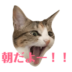 [LINEスタンプ] 武蔵 小次郎