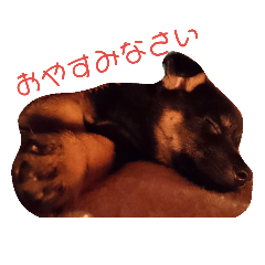 [LINEスタンプ] 我が家の黒ワンコ