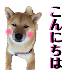[LINEスタンプ] 柴犬 琥士狼（コジロウ）の日常1
