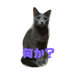 [LINEスタンプ] ロシアンブルー ぱにお