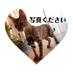 [LINEスタンプ] ベンガルLeonちゃん2