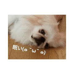 [LINEスタンプ] ★ペキニーズ☆