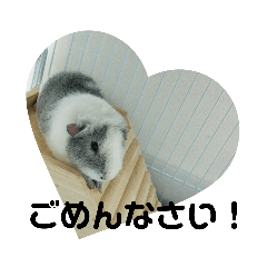 [LINEスタンプ] かわいい動物のすたんぷ メェちゃん編
