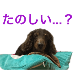 [LINEスタンプ] ジロー(犬)