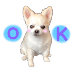[LINEスタンプ] チワワのハルのスタンプ