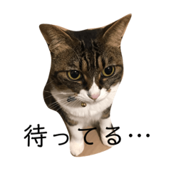 [LINEスタンプ] 日本猫つくねのすたんぷ