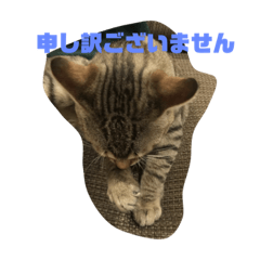 [LINEスタンプ] とらねこの日々2