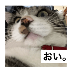 [LINEスタンプ] のりたま猫スタンプ