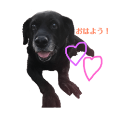 [LINEスタンプ] めーたん(^з^)-☆