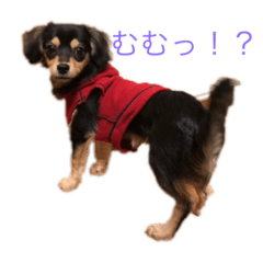 [LINEスタンプ] 我が家の愛犬"うに"