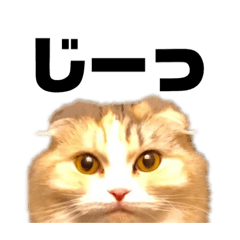 [LINEスタンプ] こつぶとぼん①