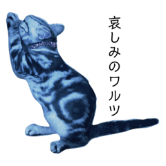 [LINEスタンプ] びびにゃんこ