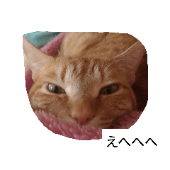 [LINEスタンプ] こてにゃんスタンプ