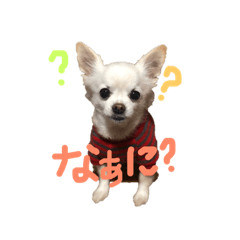 [LINEスタンプ] ころちゃん❤︎