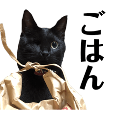 [LINEスタンプ] 保護猫ナッツbyオハナビーズ
