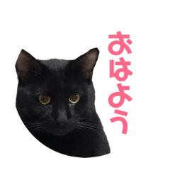 [LINEスタンプ] 使いやすい猫ちゃんスタンプ