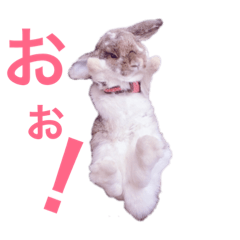 [LINEスタンプ] フレンチロップイヤーすたんぷ。