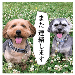 [LINEスタンプ] ミックス犬、大治郎と源之介 その1