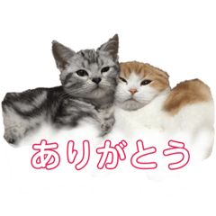 [LINEスタンプ] 毎日ねこざんまい