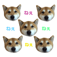 [LINEスタンプ] 柴犬コータ、第2弾！