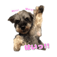 [LINEスタンプ] ミニシュナのアンちゃん
