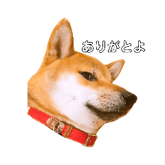[LINEスタンプ] ごんち