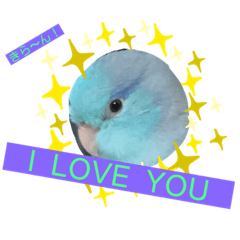 [LINEスタンプ] インコ:マメルリハのうにちゃん@3