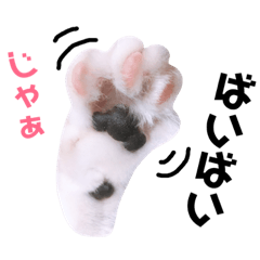 [LINEスタンプ] ショコラにゃん
