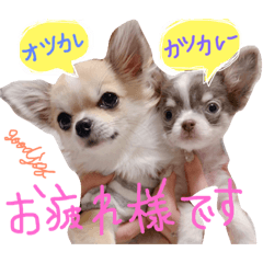 [LINEスタンプ] OhanaとPoloのスタンプ