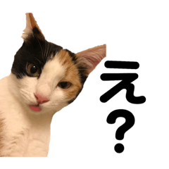 [LINEスタンプ] リアル猫スタンプ 三毛と麦わら