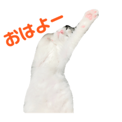 [LINEスタンプ] くわちゃんスタンプ①