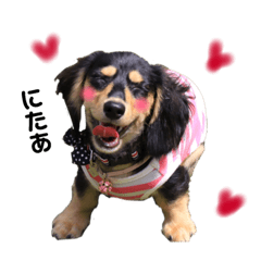 [LINEスタンプ] ミニチュアダックスこたろうとなつめ